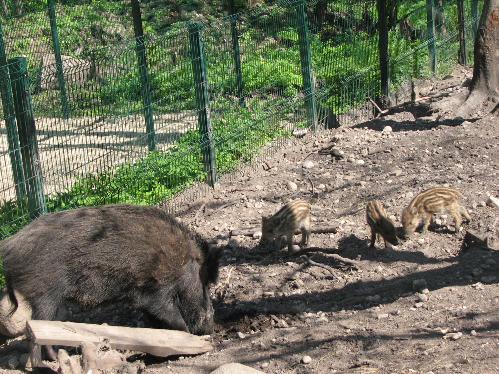 Elistvere Wildlife Park, photo: Evelin Anja 